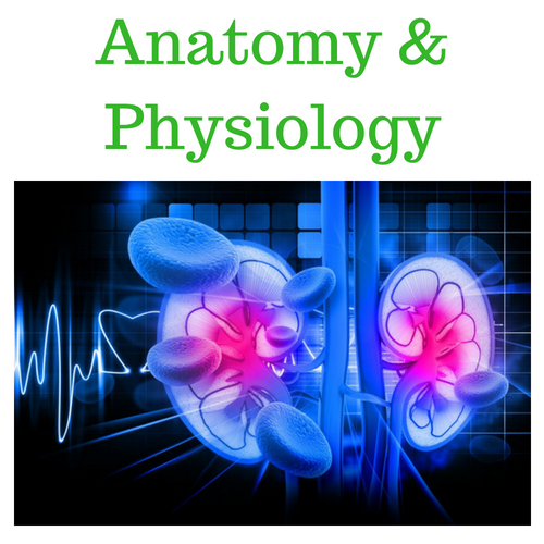 Anatomy-Physiology